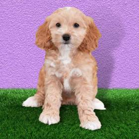 Cockapoo