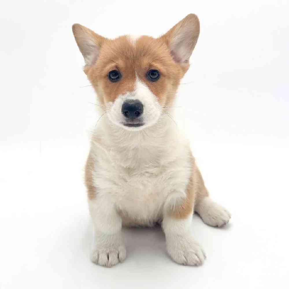 pet breed image