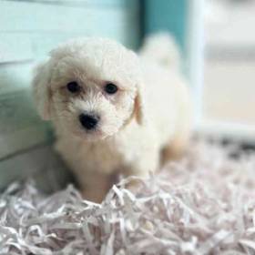 Bichon