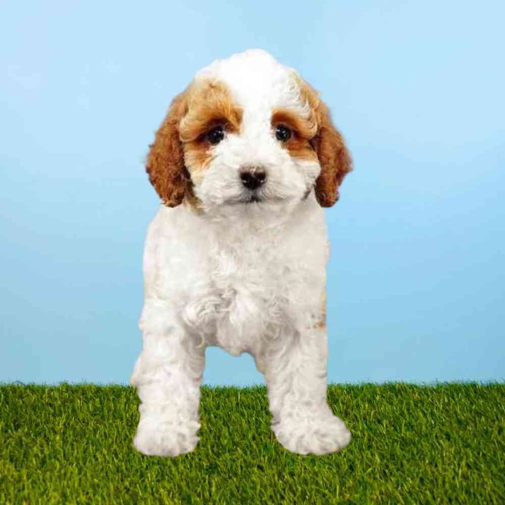 Female Cavapoo Puppy for Sale in Meridian, ID