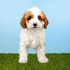 Cavapoo