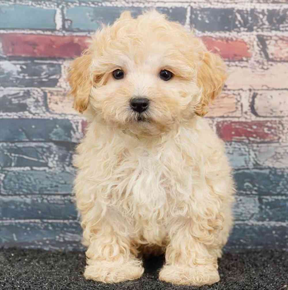 Image of a pet breed in the gallery