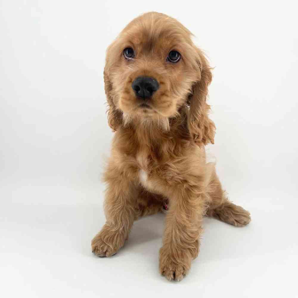 Image of a pet breed in the gallery
