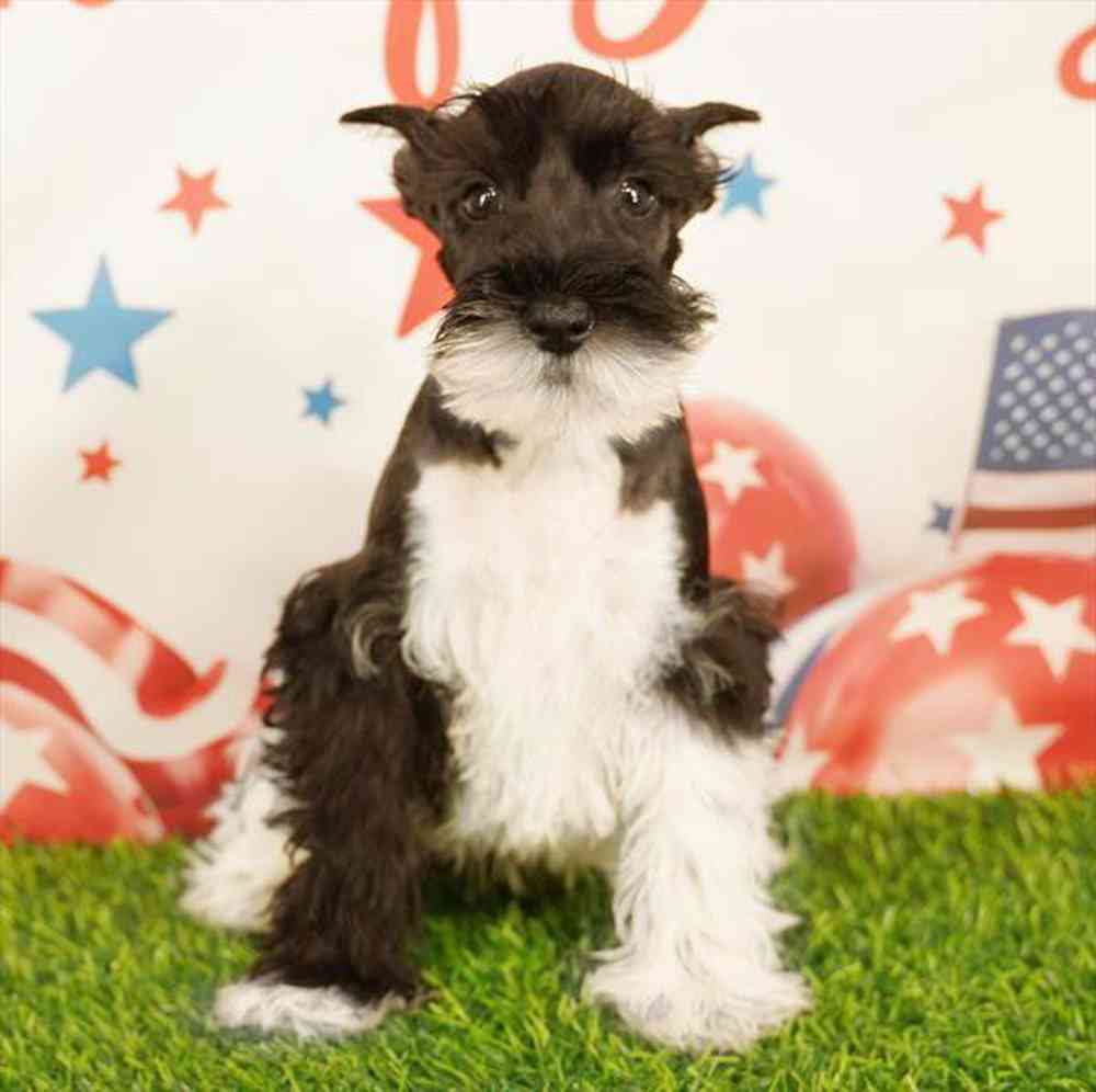 Image of a pet breed in the gallery