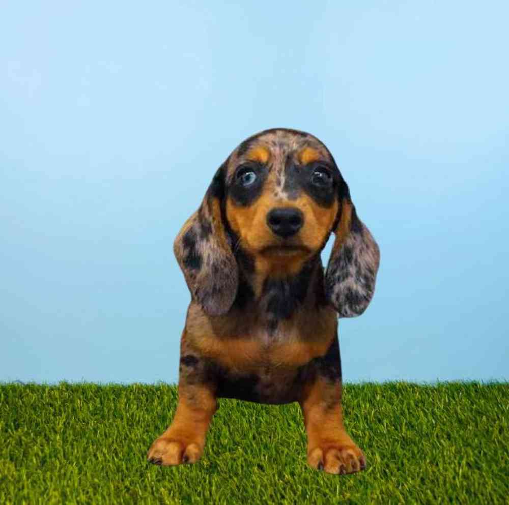 carousel pet images