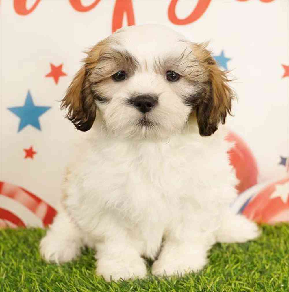 Image of a pet breed in the gallery