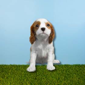 Cavalier King Charles Spaniel