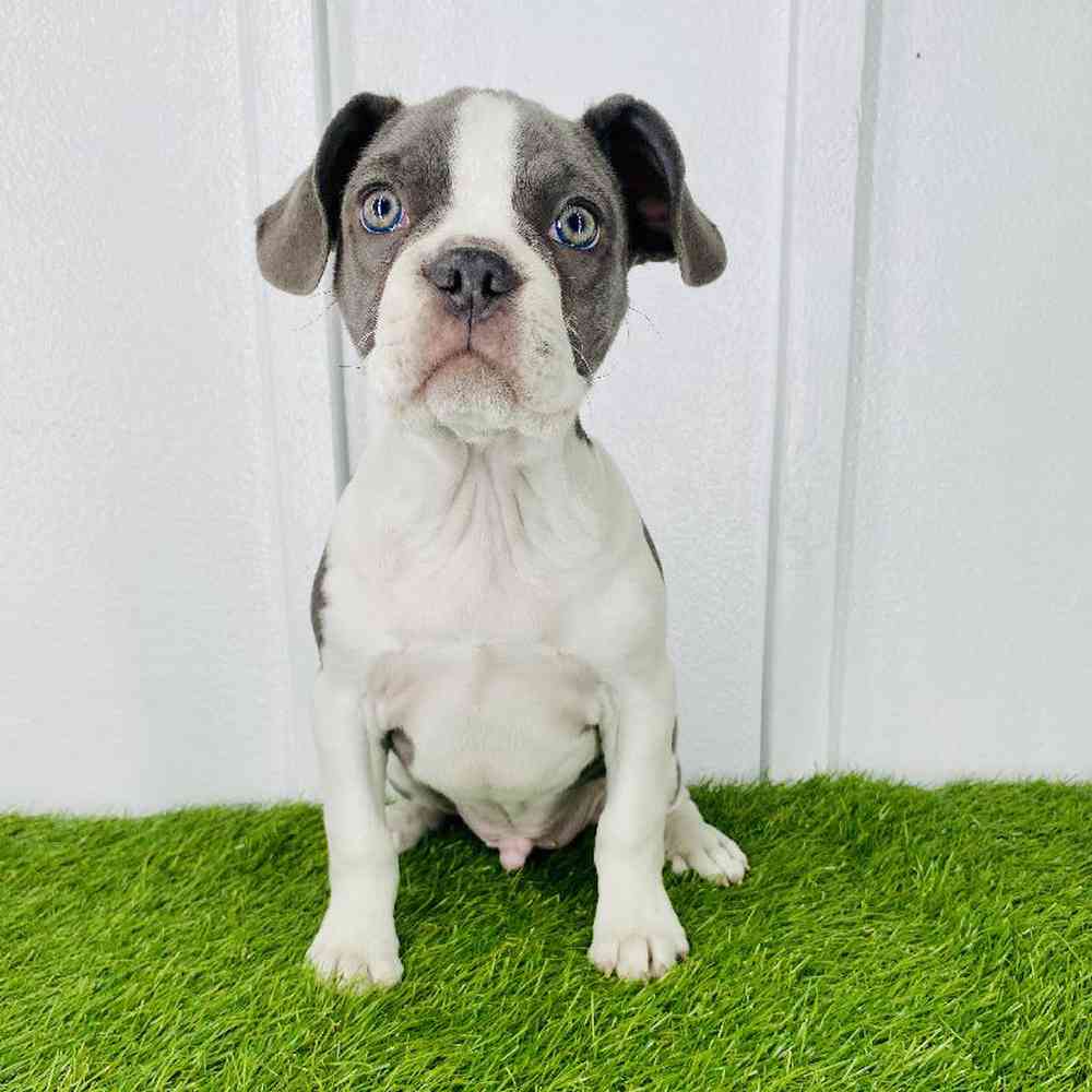 Image of a pet breed in the gallery