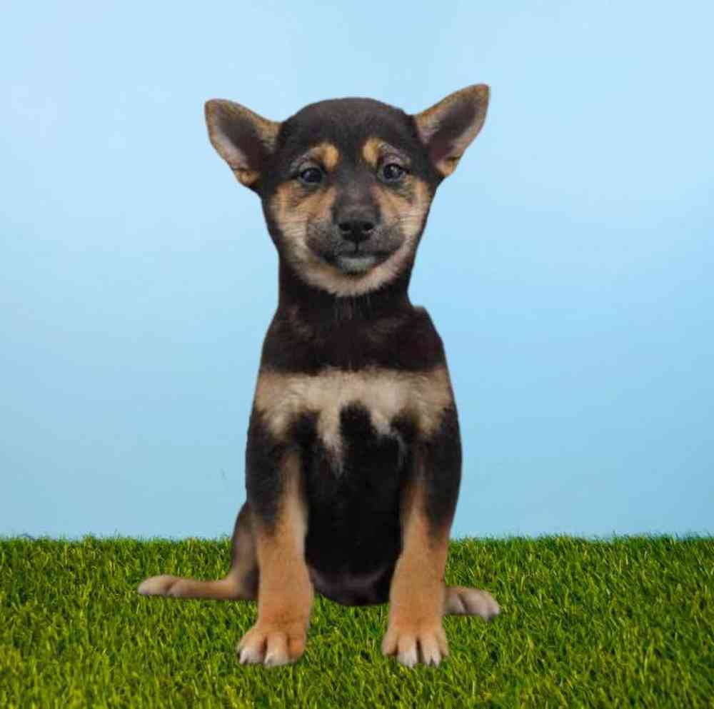 carousel pet images