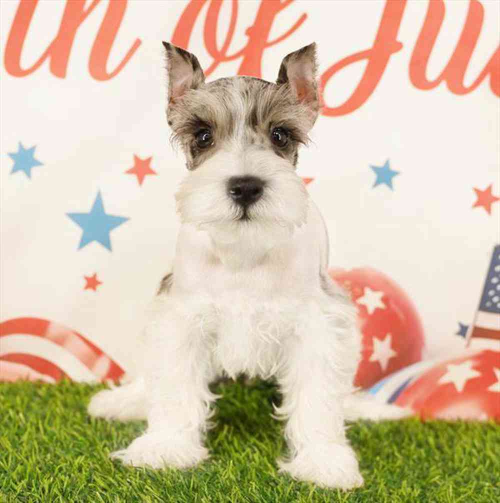 Image of a pet breed in the gallery