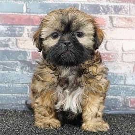 Shih Tzu