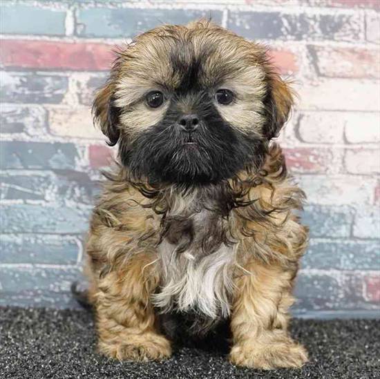 Shih Tzu