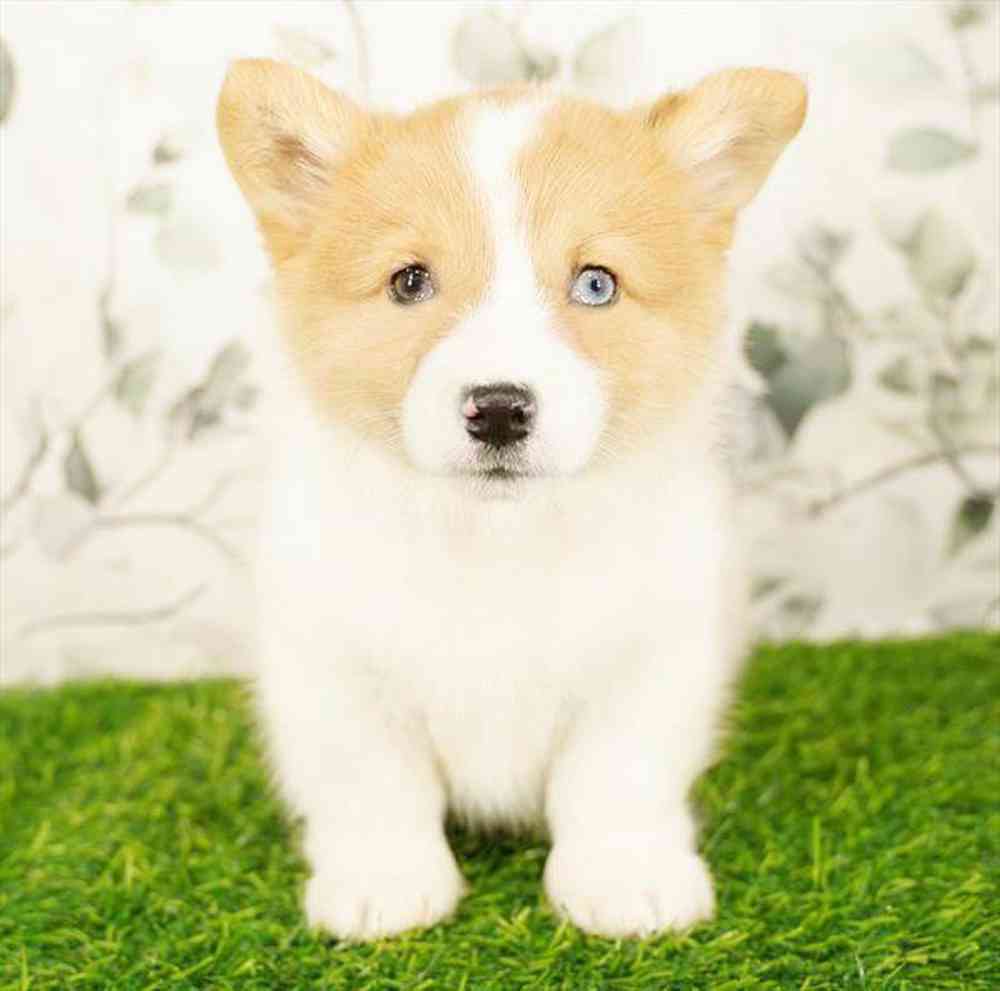 carousel pet images