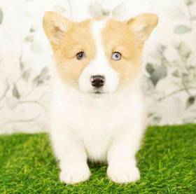Pembroke Welsh Corgi
