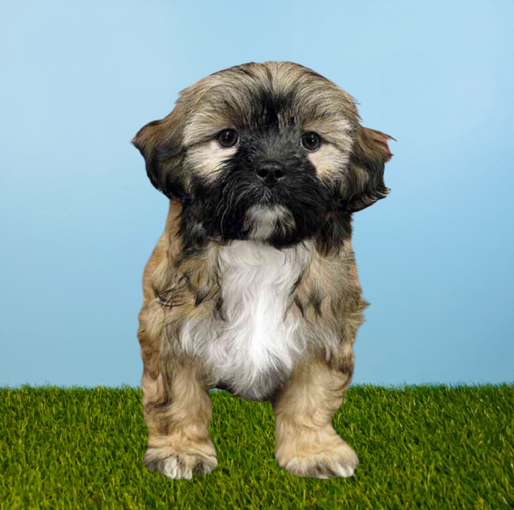 carousel pet images