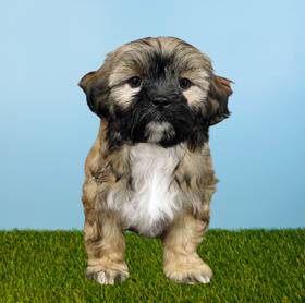 Shizapoo