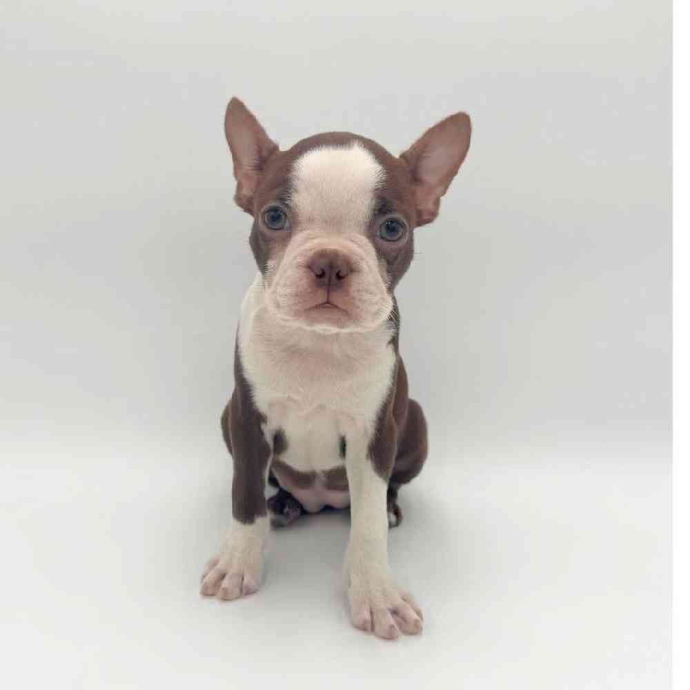 pet breed image