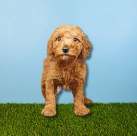 Poodle