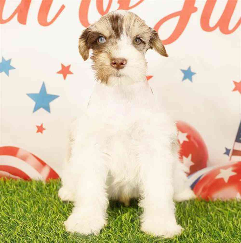 Image of a pet breed in the gallery