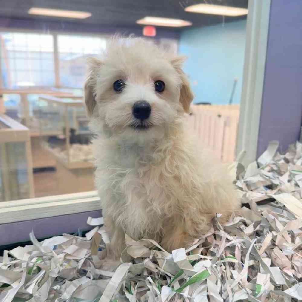 pet breed image