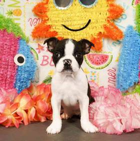 Boston Terrier