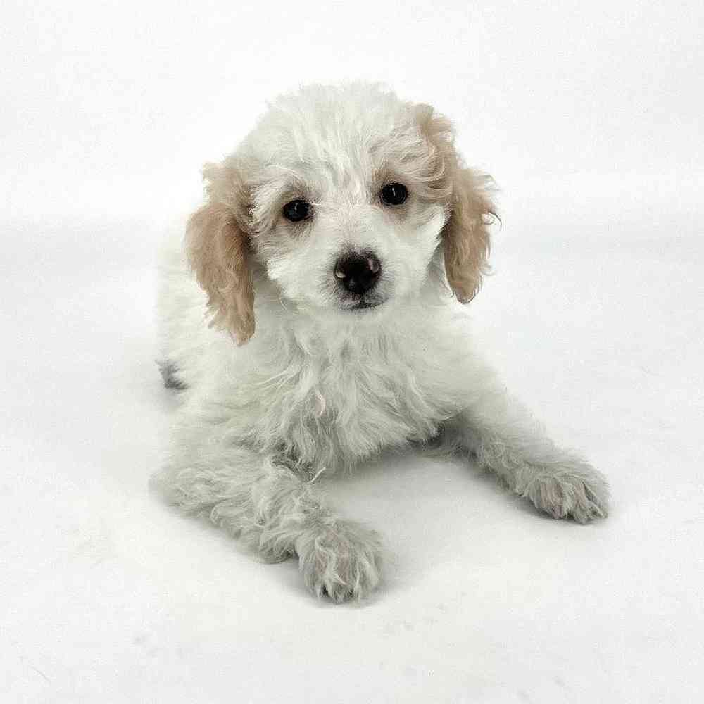Male Poodle Puppy for Sale in Tolleson, AZ