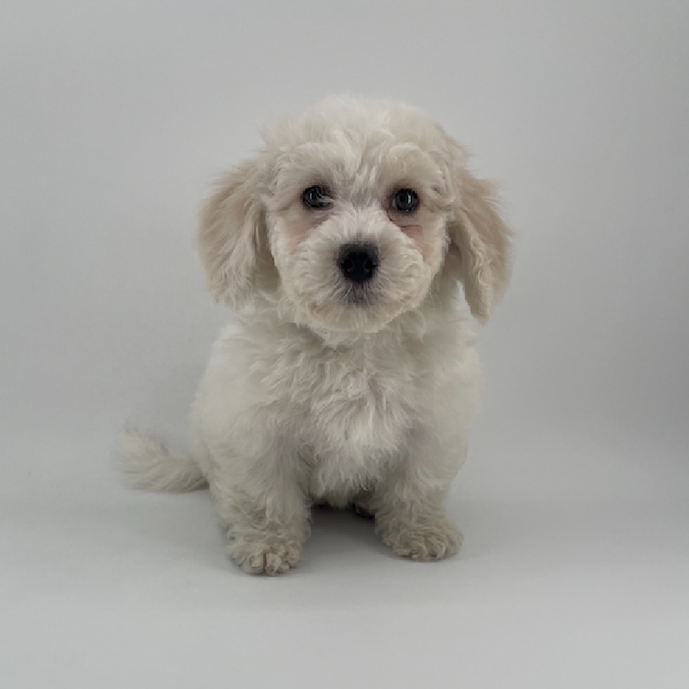 Image of a pet breed in the gallery