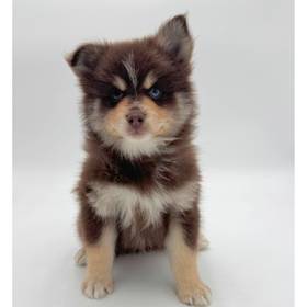 2nd Gen Pomsky