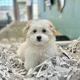 Maltipoo