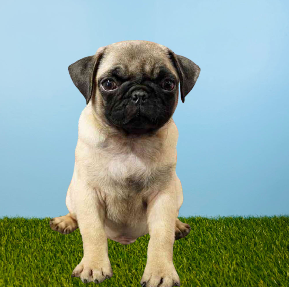 carousel pet images