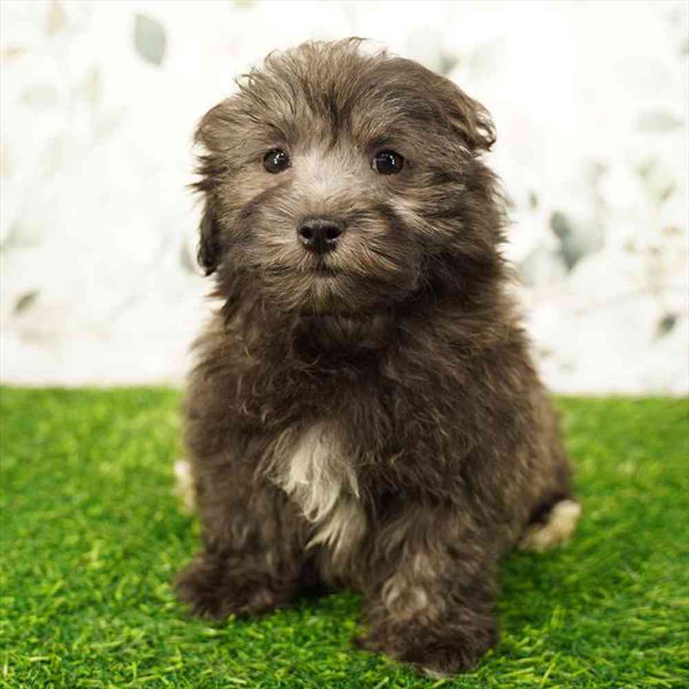 pet breed image