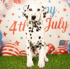Dalmatian