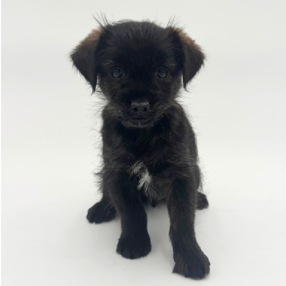 pet breed image