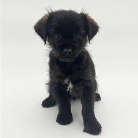 Yorkie-Poo