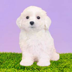 Bichon