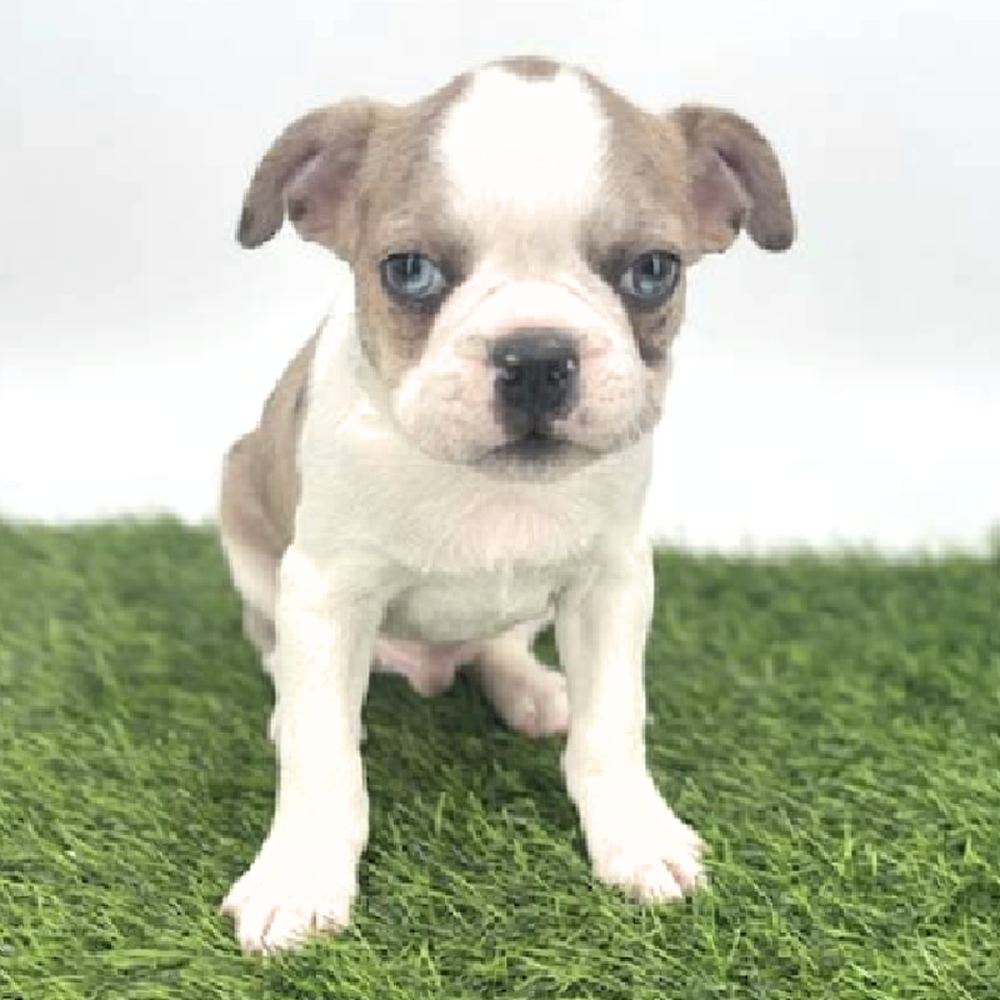 Image of a pet breed in the gallery