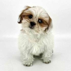 Lhasa Apso