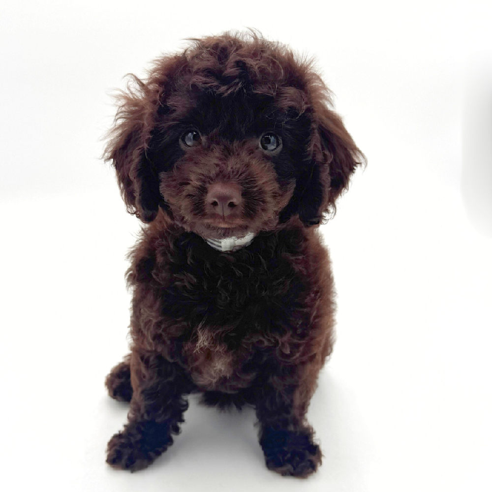 pet breed image