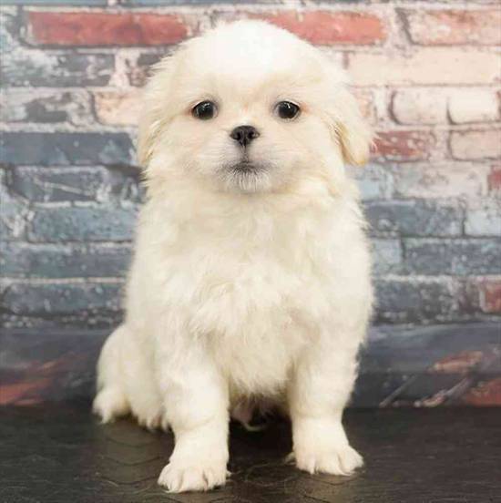 Pekingese