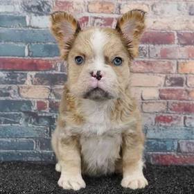French Bulldog