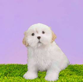 Shih Tzu