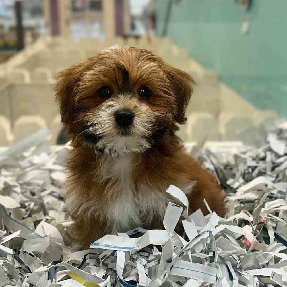 carousel pet images
