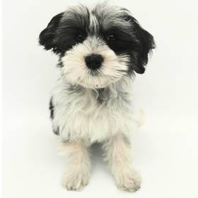 Coton De Tulear
