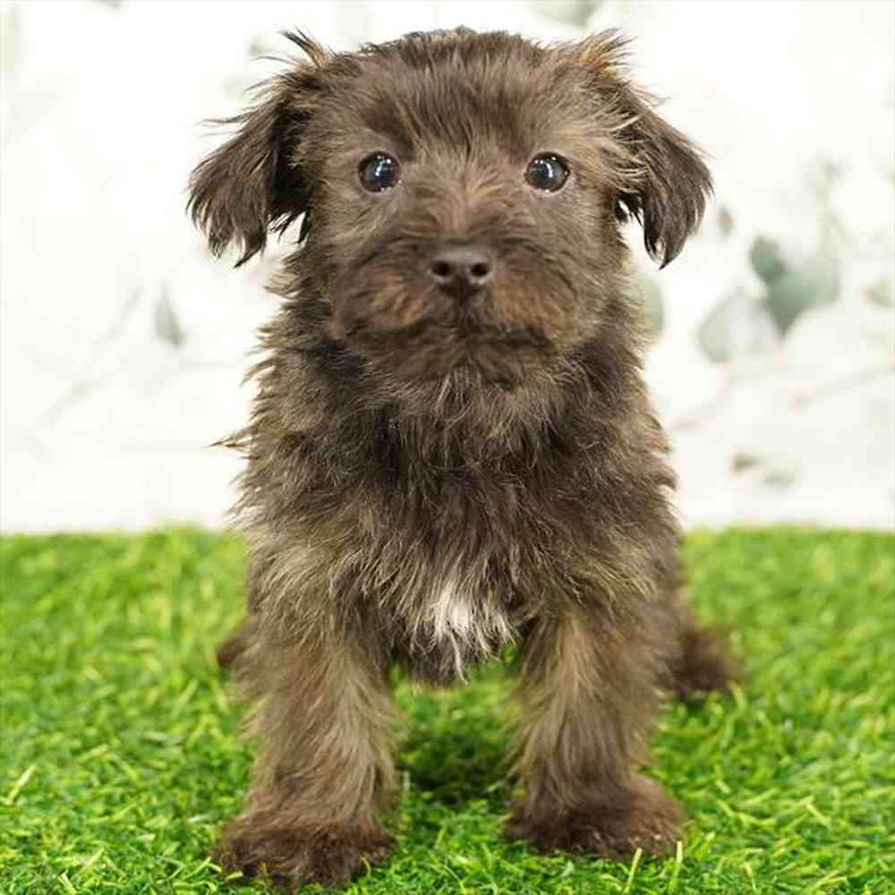 Image of a pet breed in the gallery