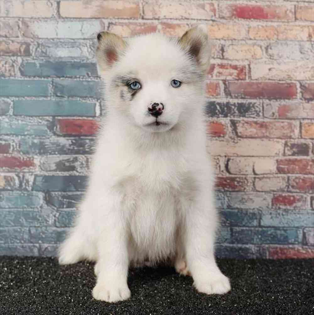 Image of a pet breed in the gallery