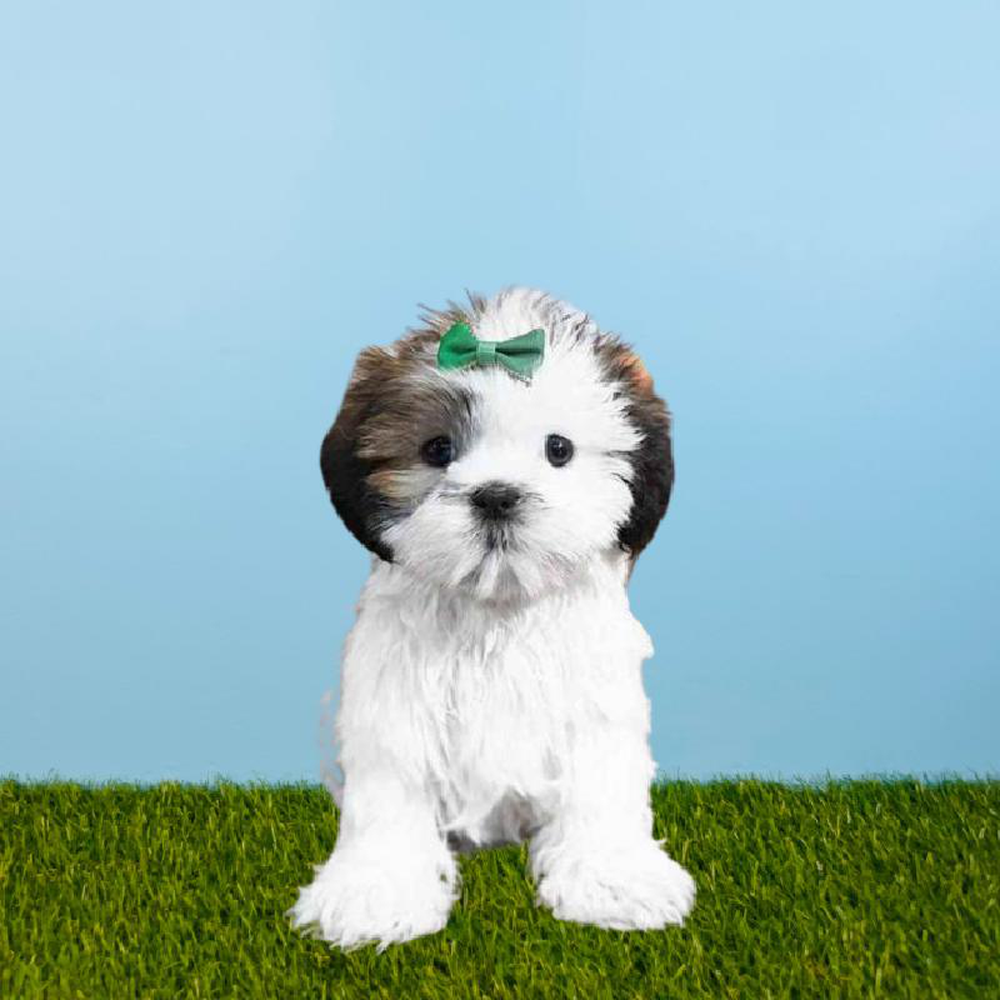 carousel pet images