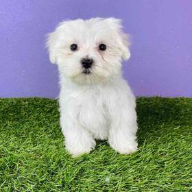 Maltese