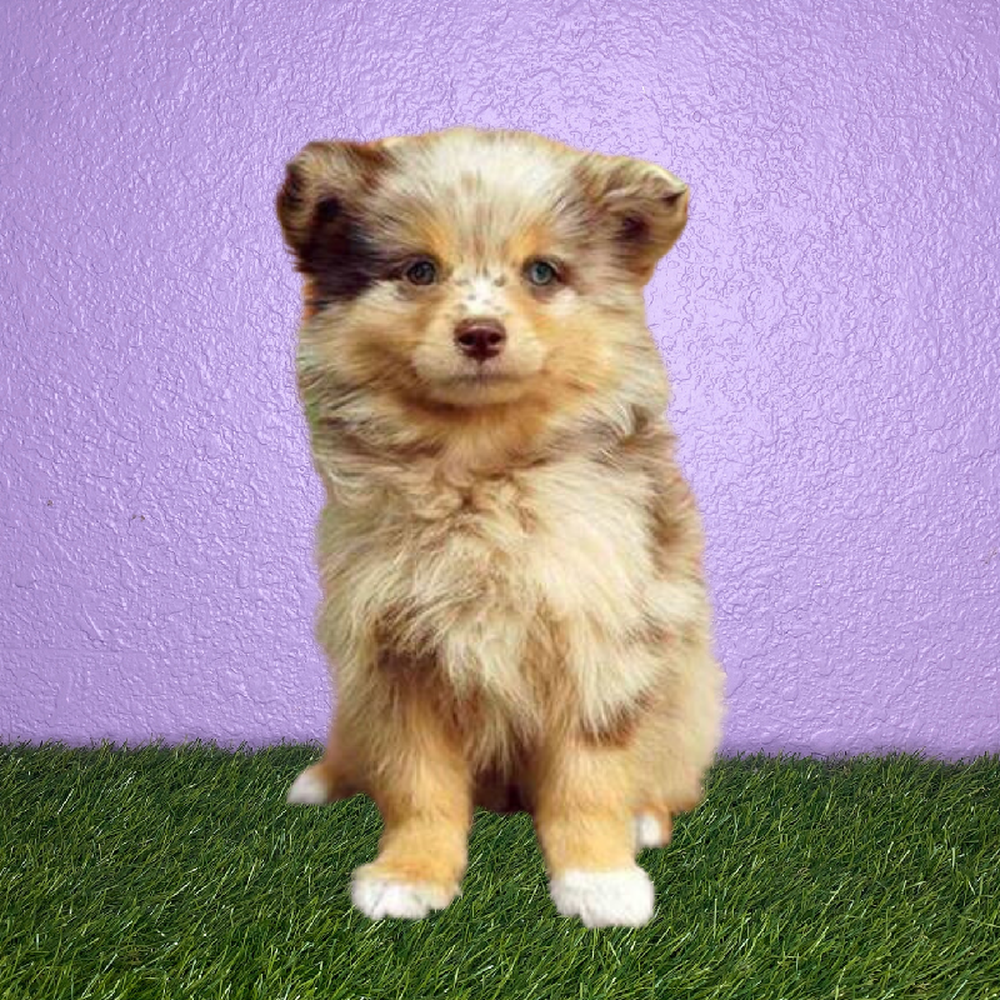 Female Pomsky Puppy for Sale in New Braunfels, TX