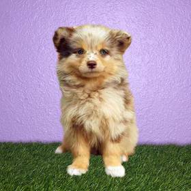Pomsky