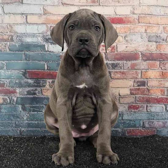 Cane Corso